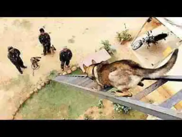 Video: MOST Incredible Dogs Ever